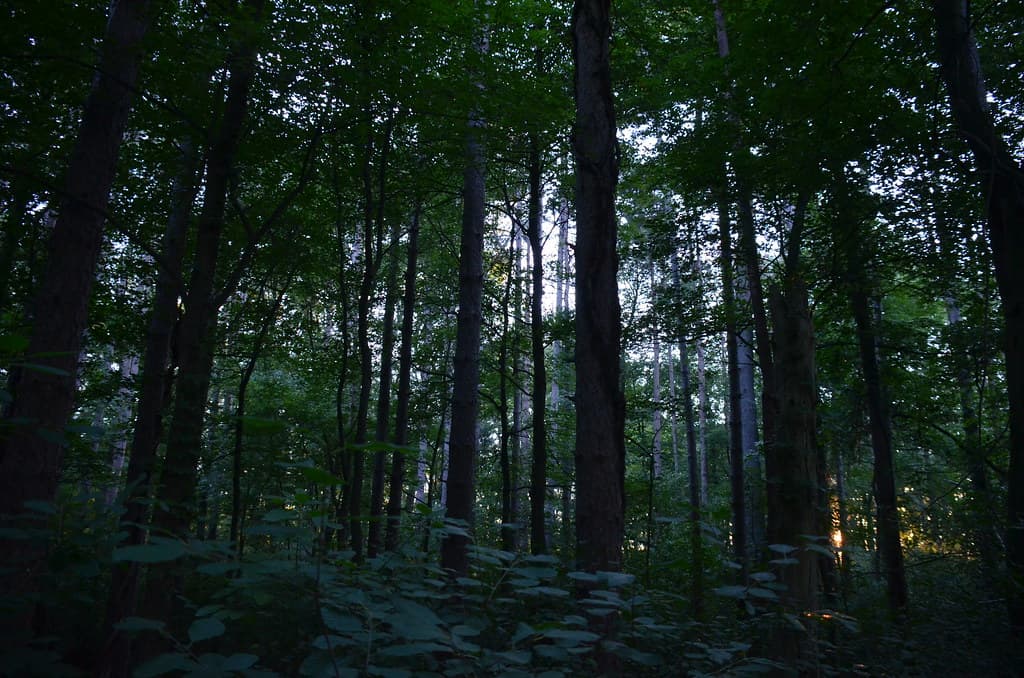 Magic Forest