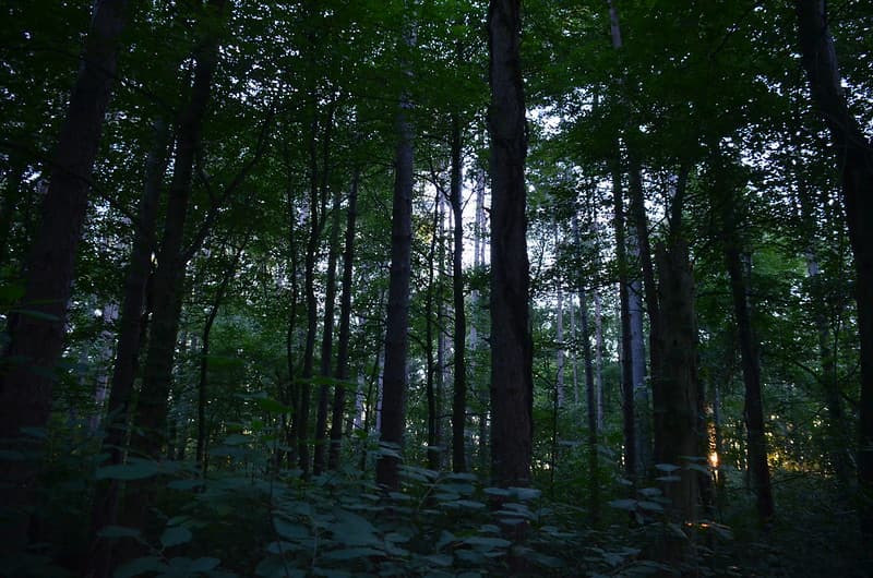 Magic Forest