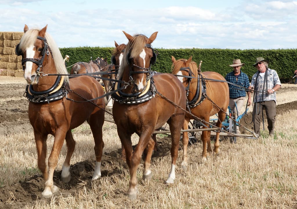 Horse Ploughing (15)