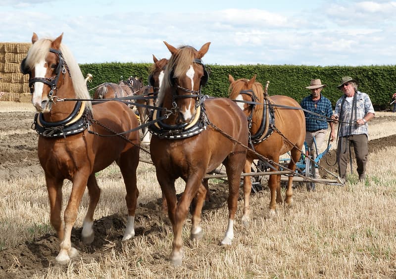 Horse Ploughing (15)