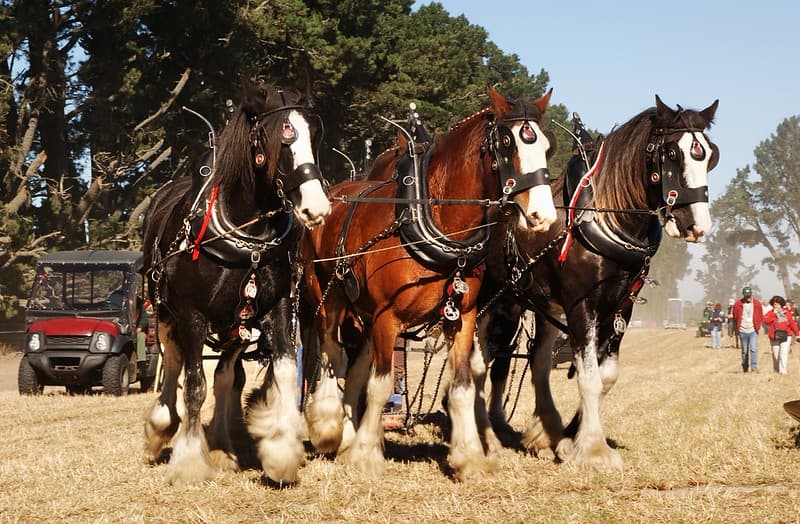 Horse Ploughing (22)