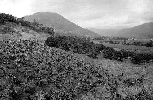 Banana and citrus orchard, Freshwater, Cairns District, c 1935