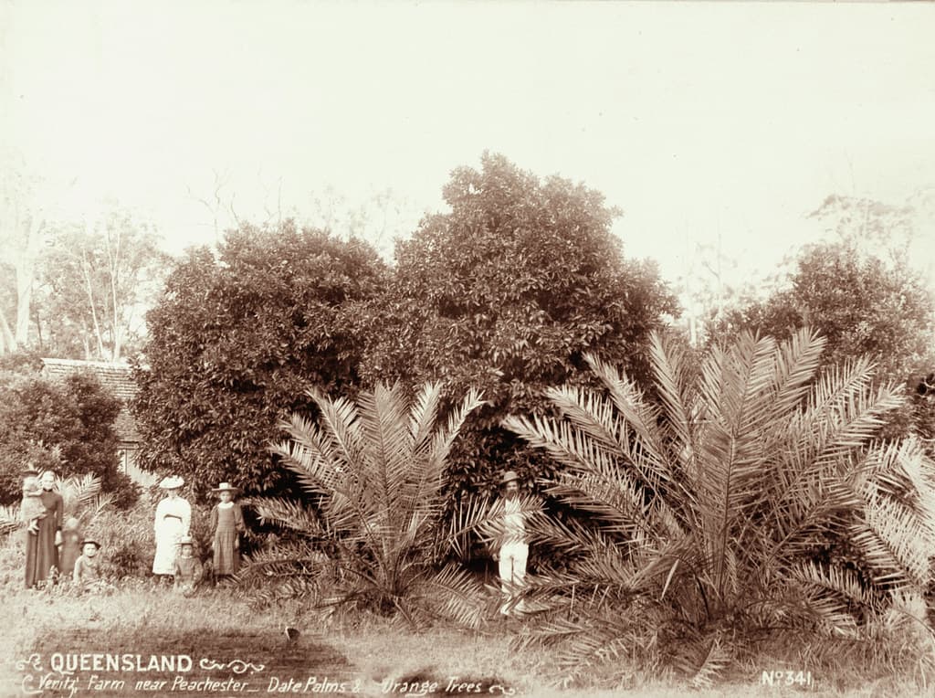 Veritz Farm near Peachester, Date Palms, Orange Trees, c 1899