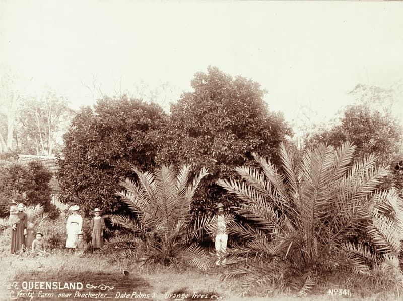 Veritz Farm near Peachester, Date Palms, Orange Trees, c 1899