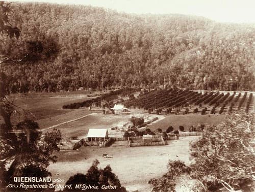 Repsteine's orchard at Mount Sylvia, Gatton, c 1898
