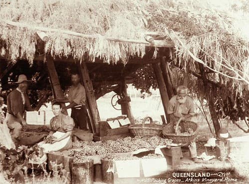 Packing grapes at Atkins vineyard, Roma, c 1898