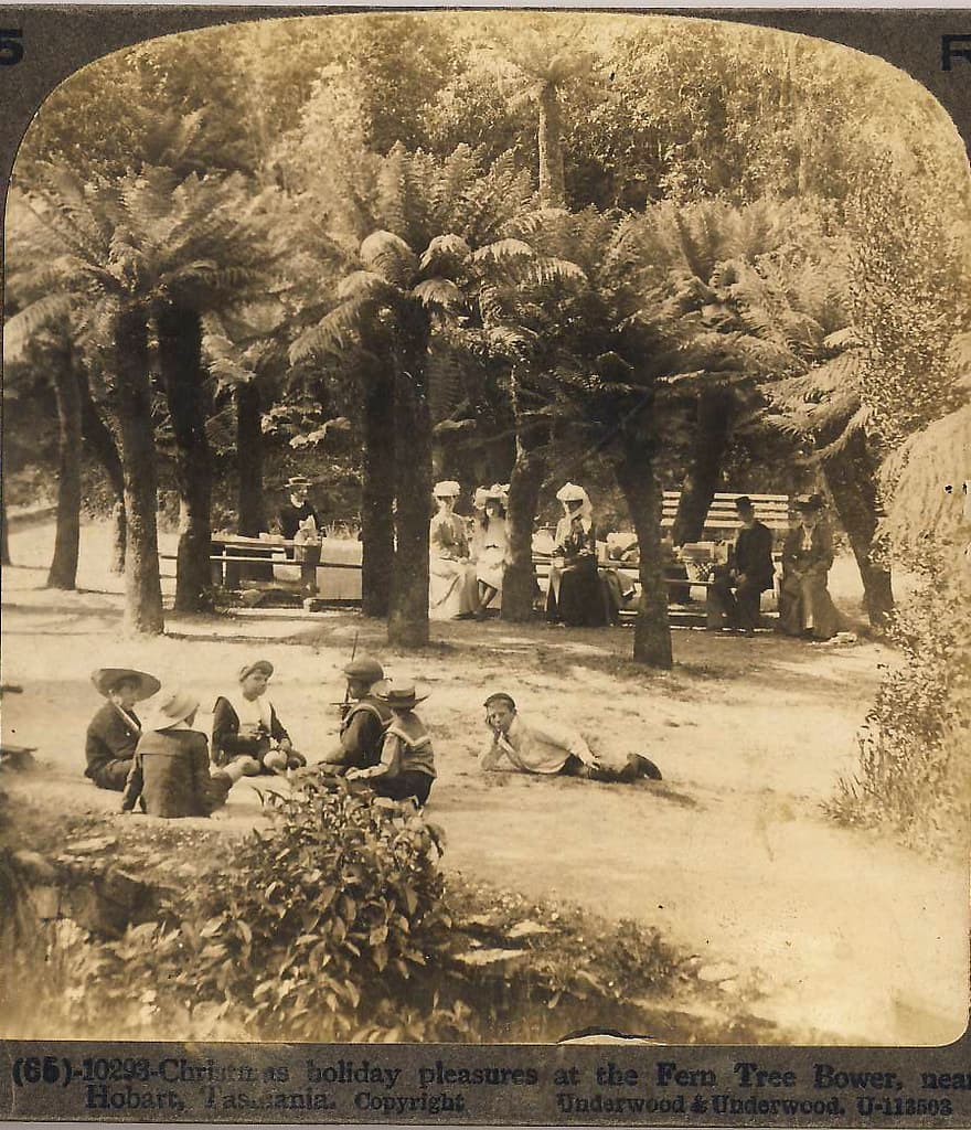 Aussiemobs, ferntree, ferntreebower