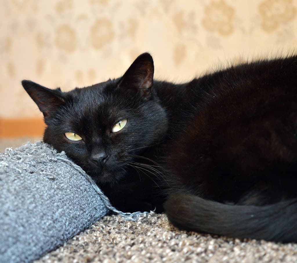 Sly black cat on a scratching post