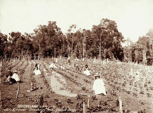 Agriculture, blackallrange, crops