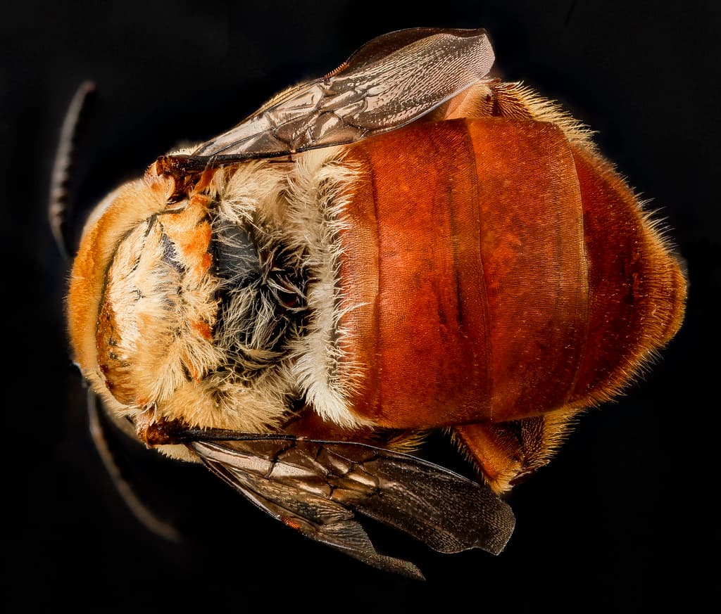 Aculeata, animal, animalia