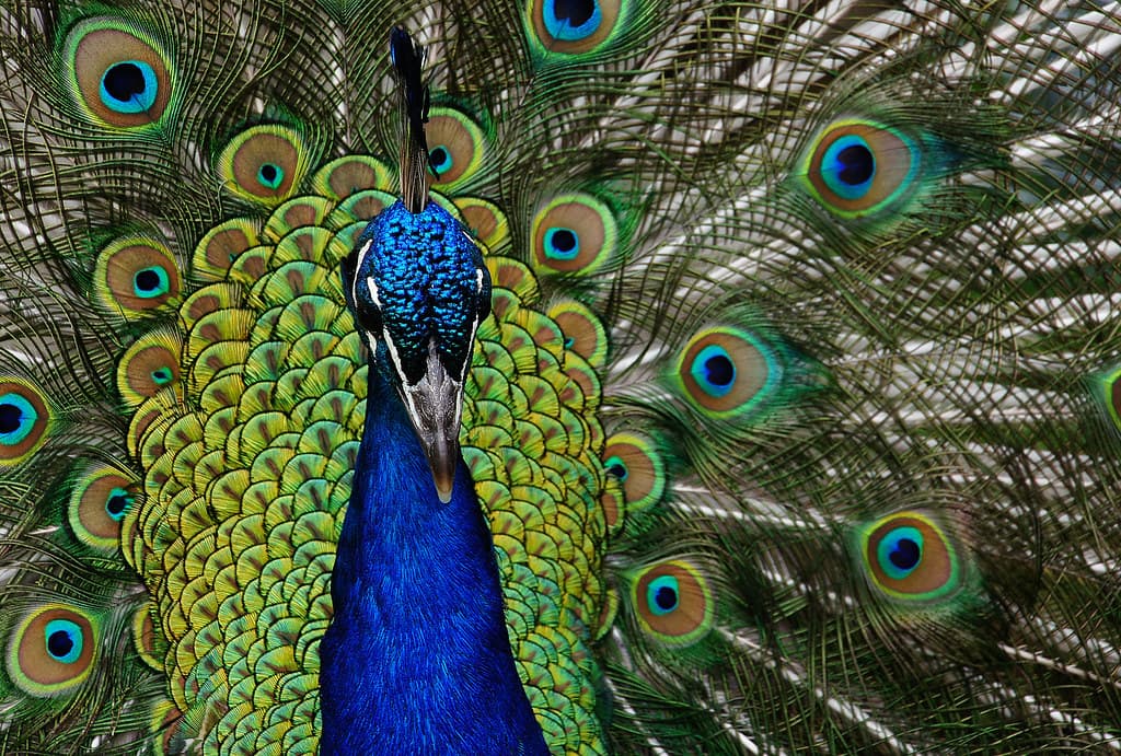 Peacock portrait.
