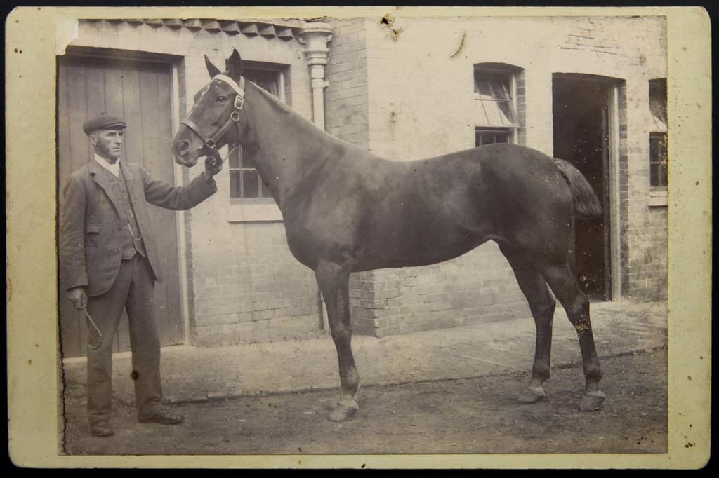 Fine portrait of a horse by F Humphrey, Brockford, Suffolk
