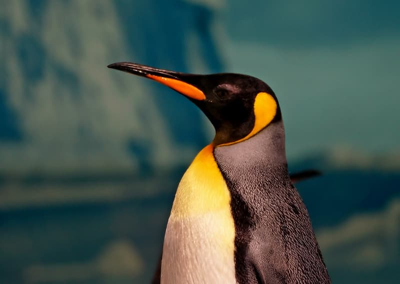 King Penguins. Sea World Australia.