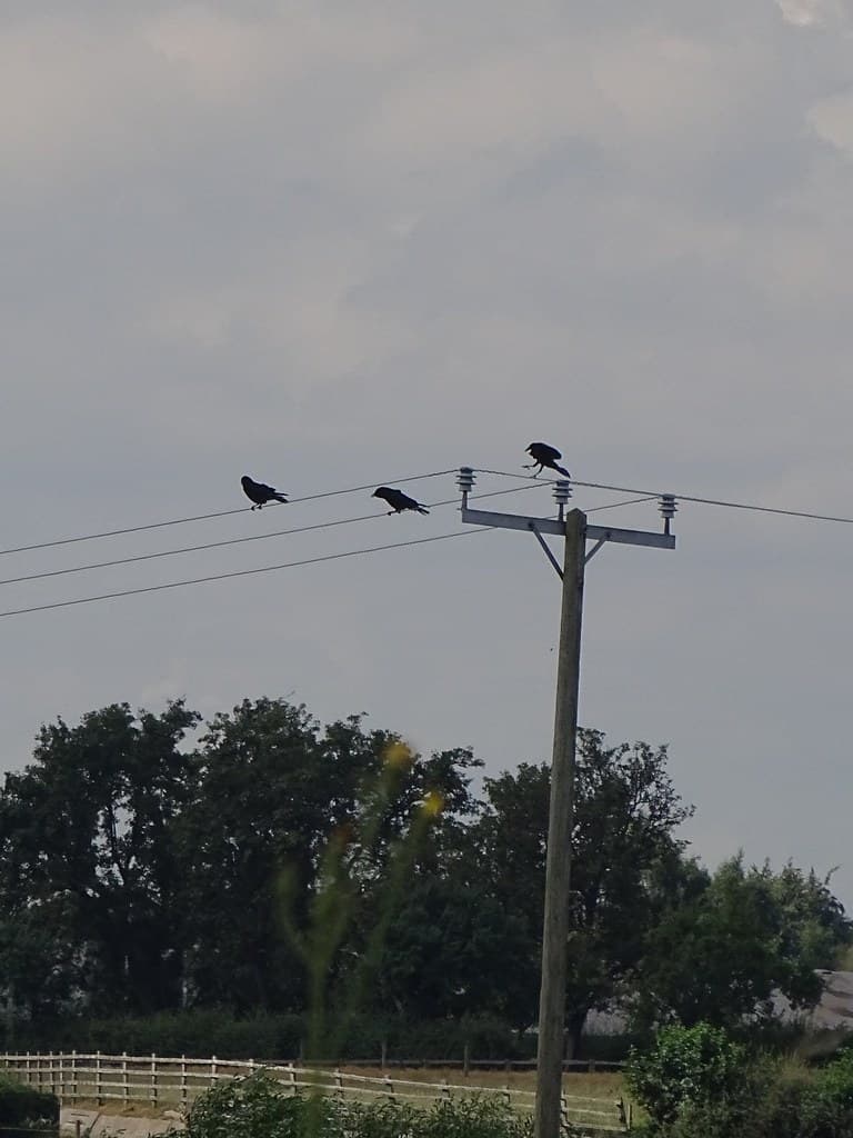 Birds on a wire.