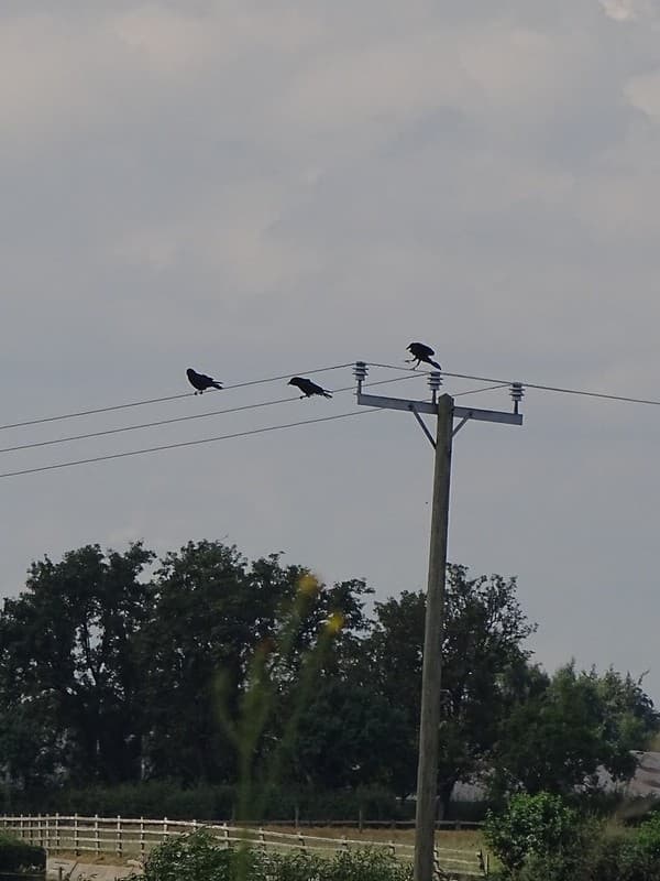 Birds on a wire.