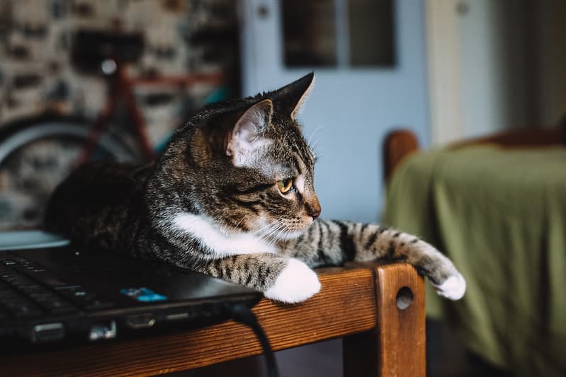 Cat sitting on a desk