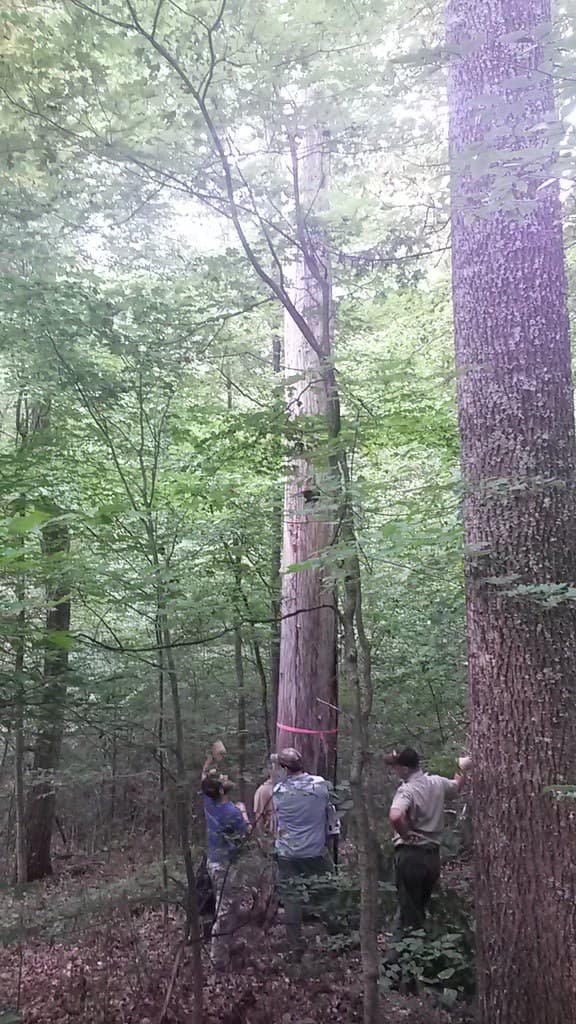 IBat Roost Tree, Indiana