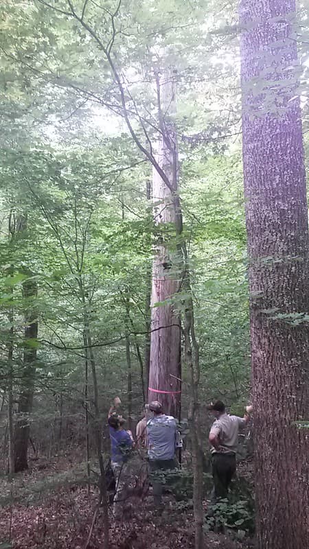 IBat Roost Tree, Indiana