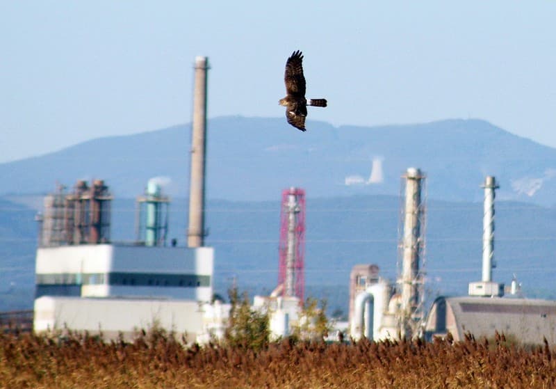 Hen harrier vs factory