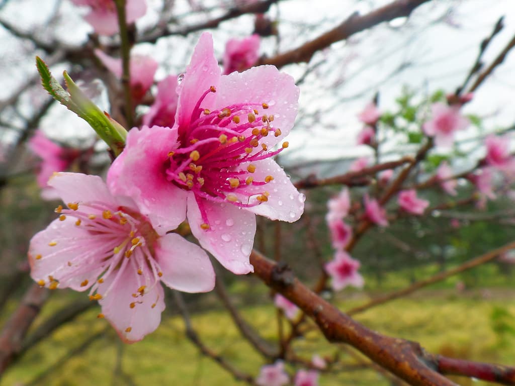 Fruit tree blossom
