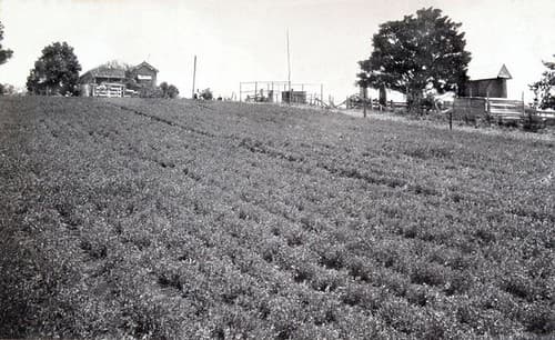 Lucerne on Mr A Cook's Farm, Maleny, c 1930