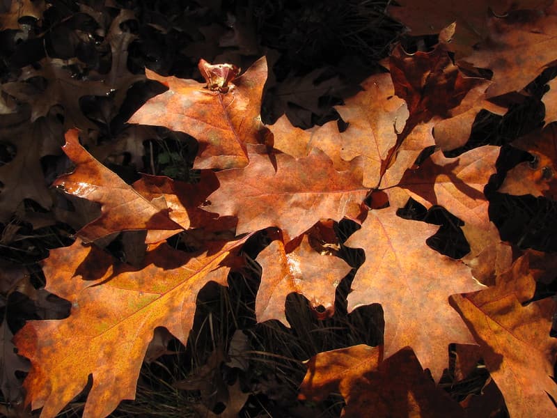 Fall Texture 966