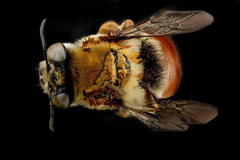 Aculeata, animal, animalia