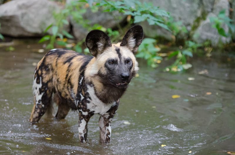 African wild dog