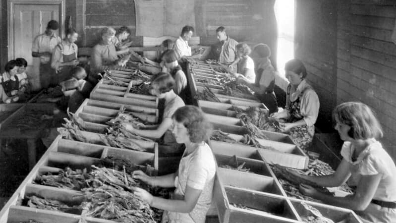Women sorting tobacco in shed on tobacco farm at Beerburrum, 1933