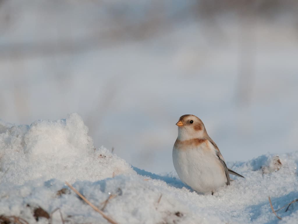 Snow bunting