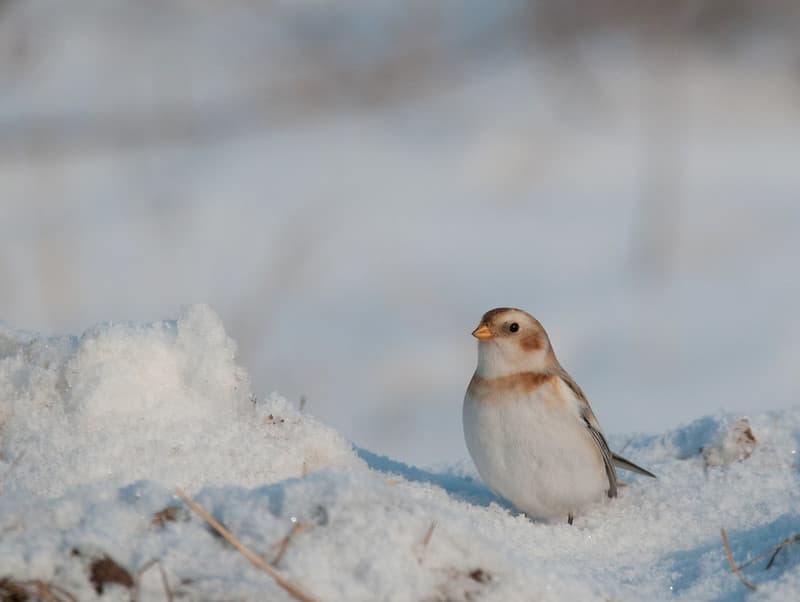 Snow bunting