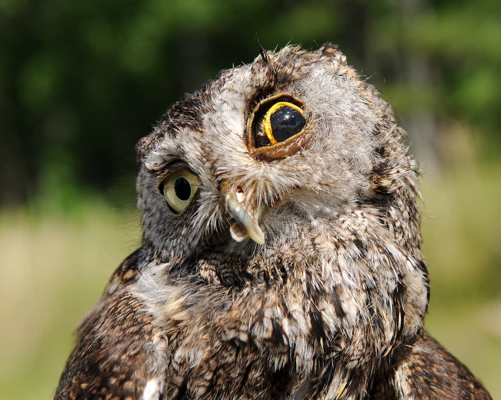Owl injured from collision with car