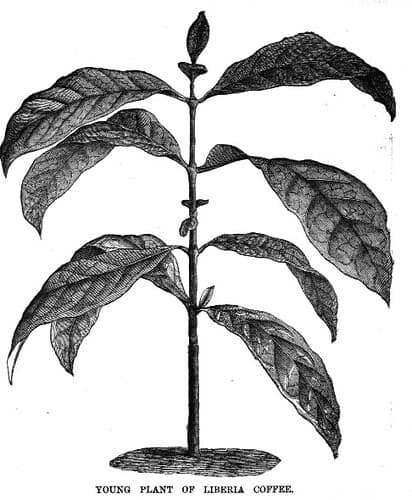 Young Plant of Liberia Coffee