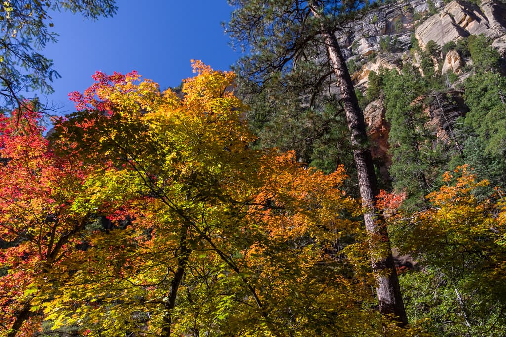 West Fork of Oak Creek Canyon No. 108