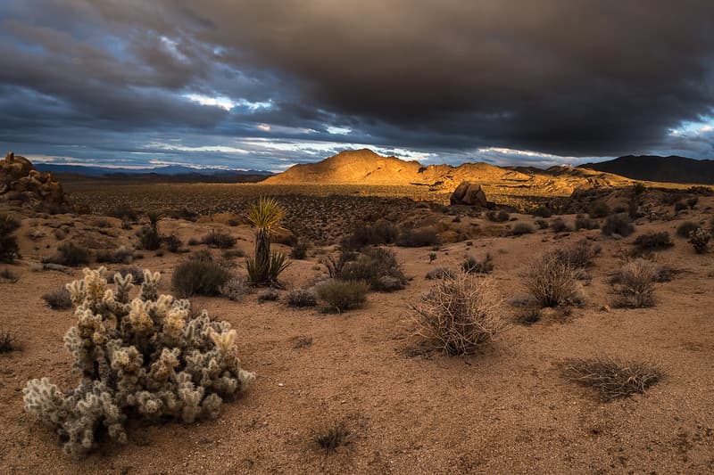 Clouds, Light, Cholla
