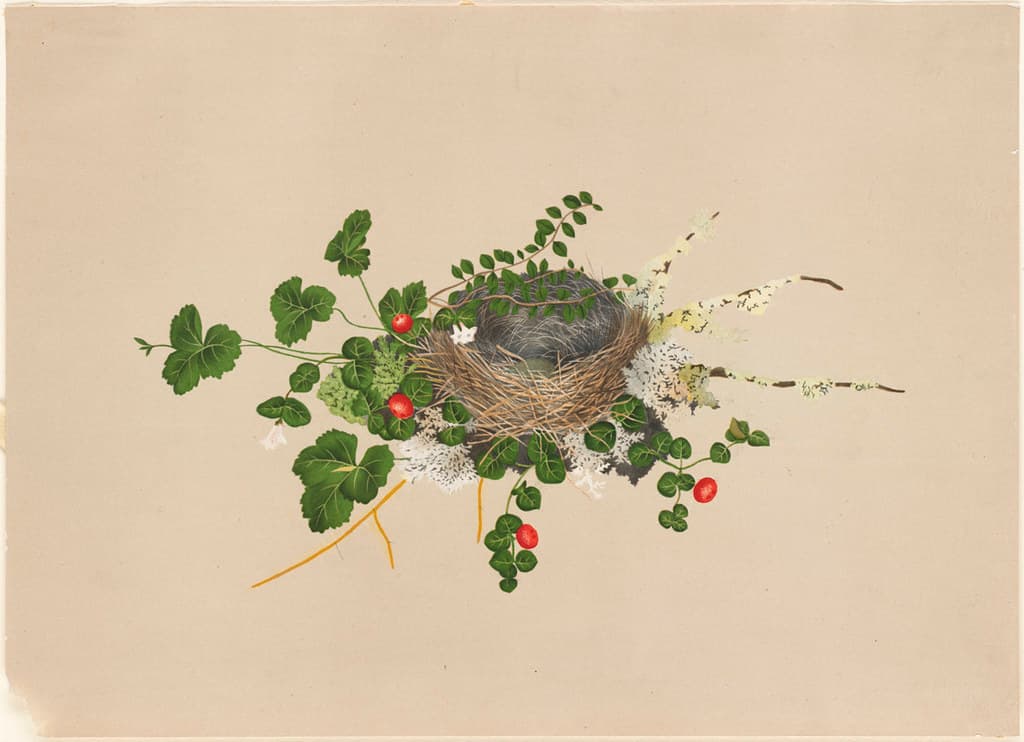 Bird's Nest with Vines by Boston Public Library