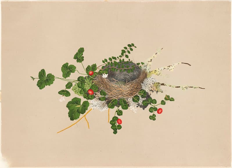 Bird's Nest with Vines by Boston Public Library