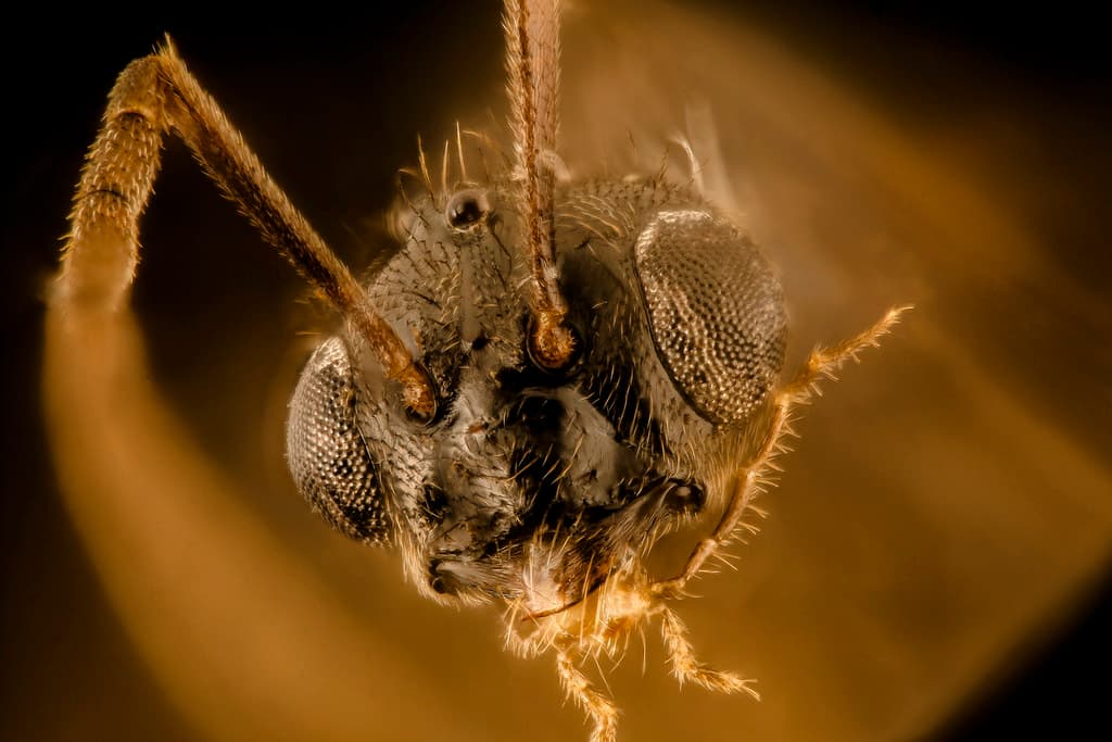 Xmitutoyo, closeup, extrememacro