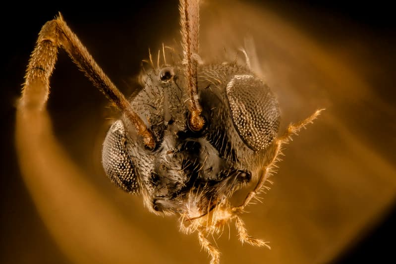Xmitutoyo, closeup, extrememacro