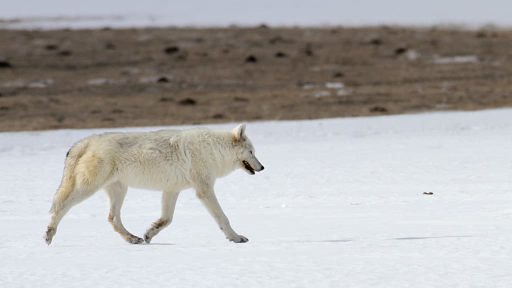 Alpha female of the Canyon pack in the Lower Geyser Basin