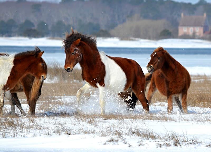 Horse Squabble (Winter 2015)