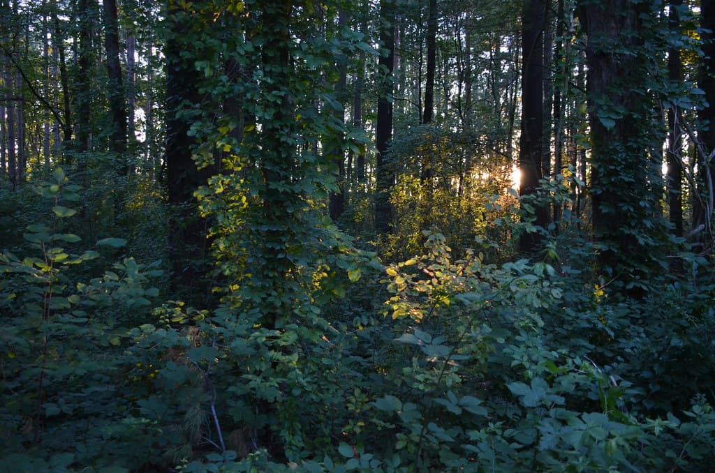 Magic Forest