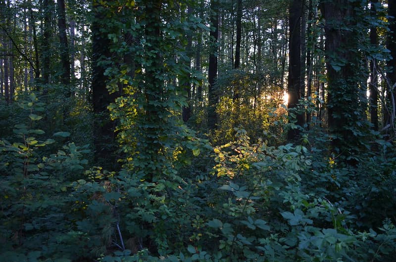 Magic Forest