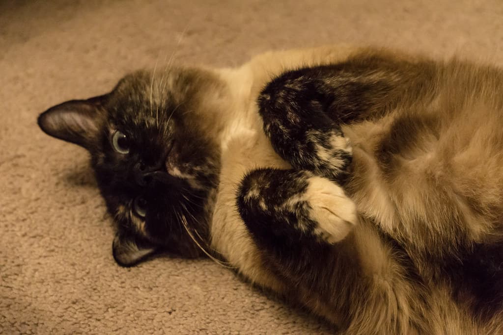 Derp Cat