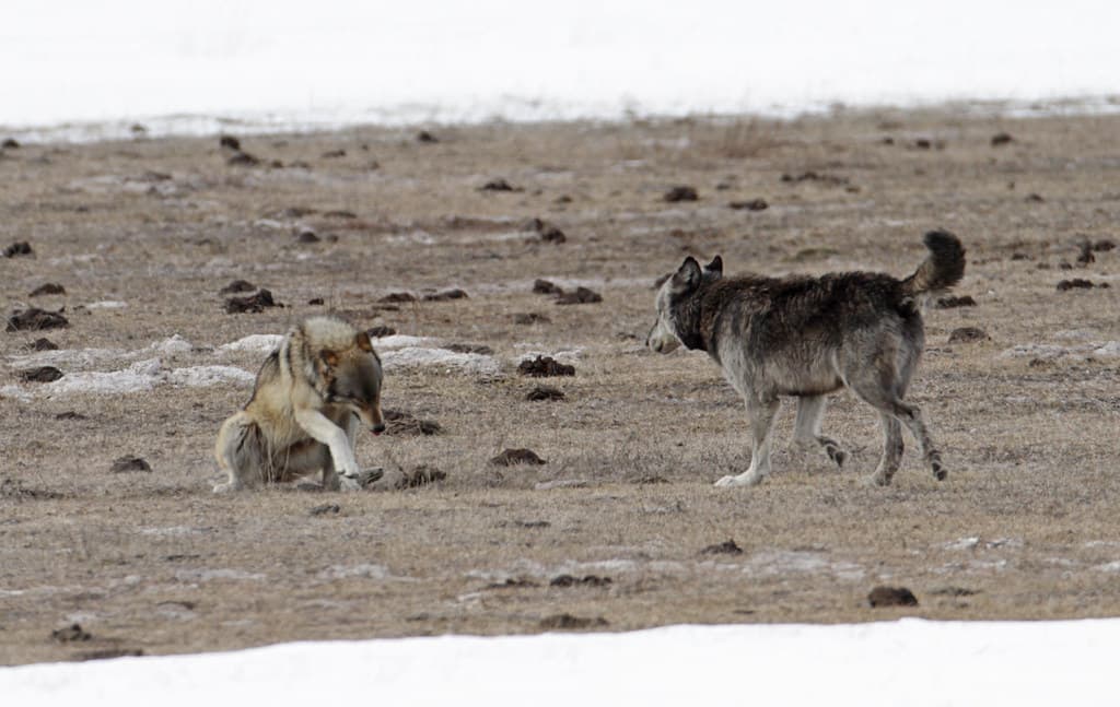 Wildlife, wolf, yellowstone