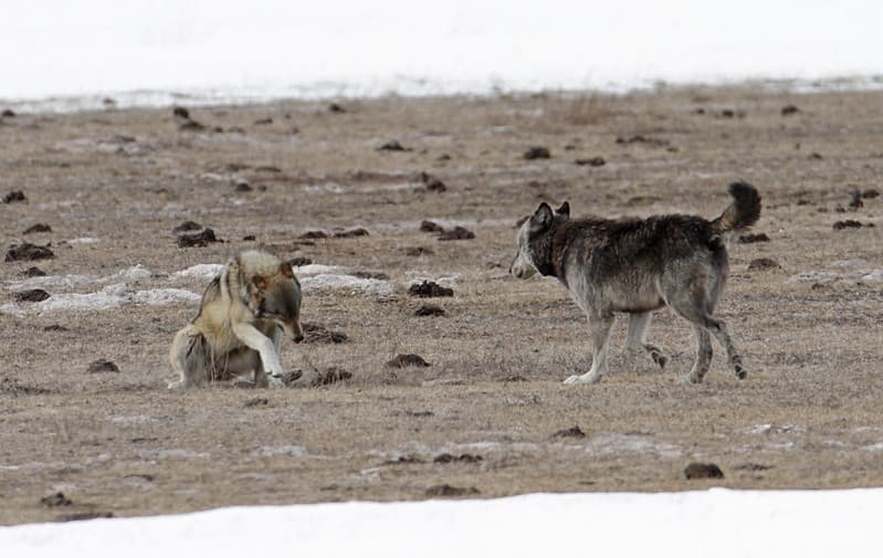 Wildlife, wolf, yellowstone