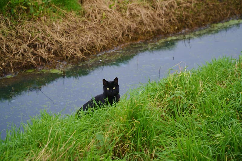 Black Cat, Burmarsh, Kent