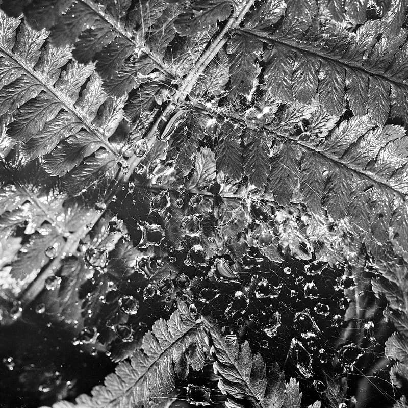 Raindrops on fern