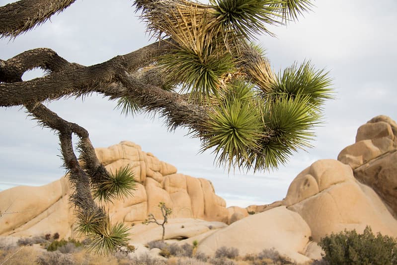 Joshua trees and boulders at Jumbo Rocks campground