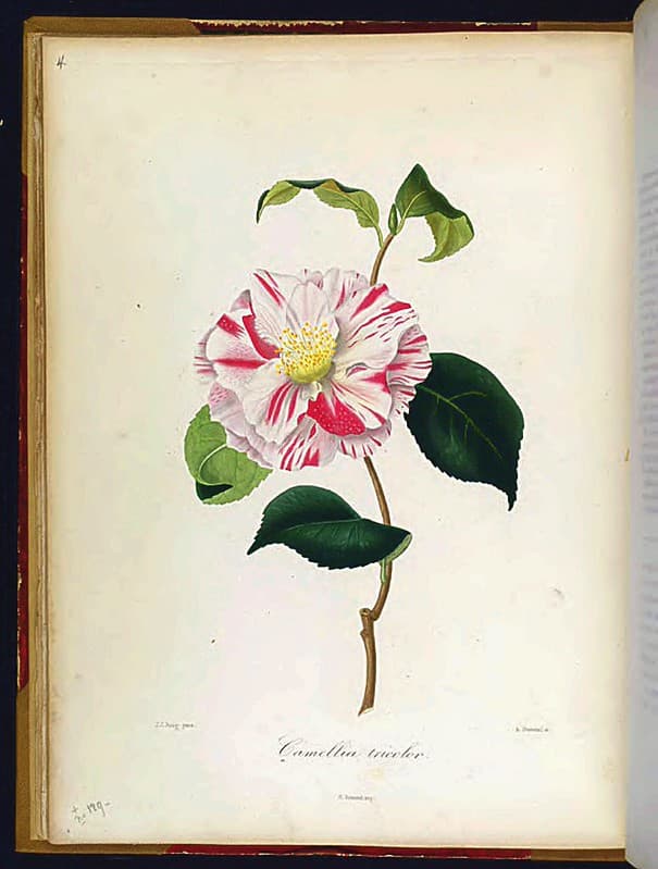 Thcentury, bicolor, bicolorflowers